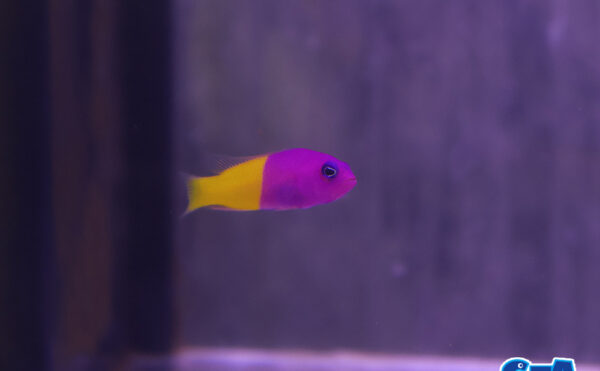 バイカラードティーバック