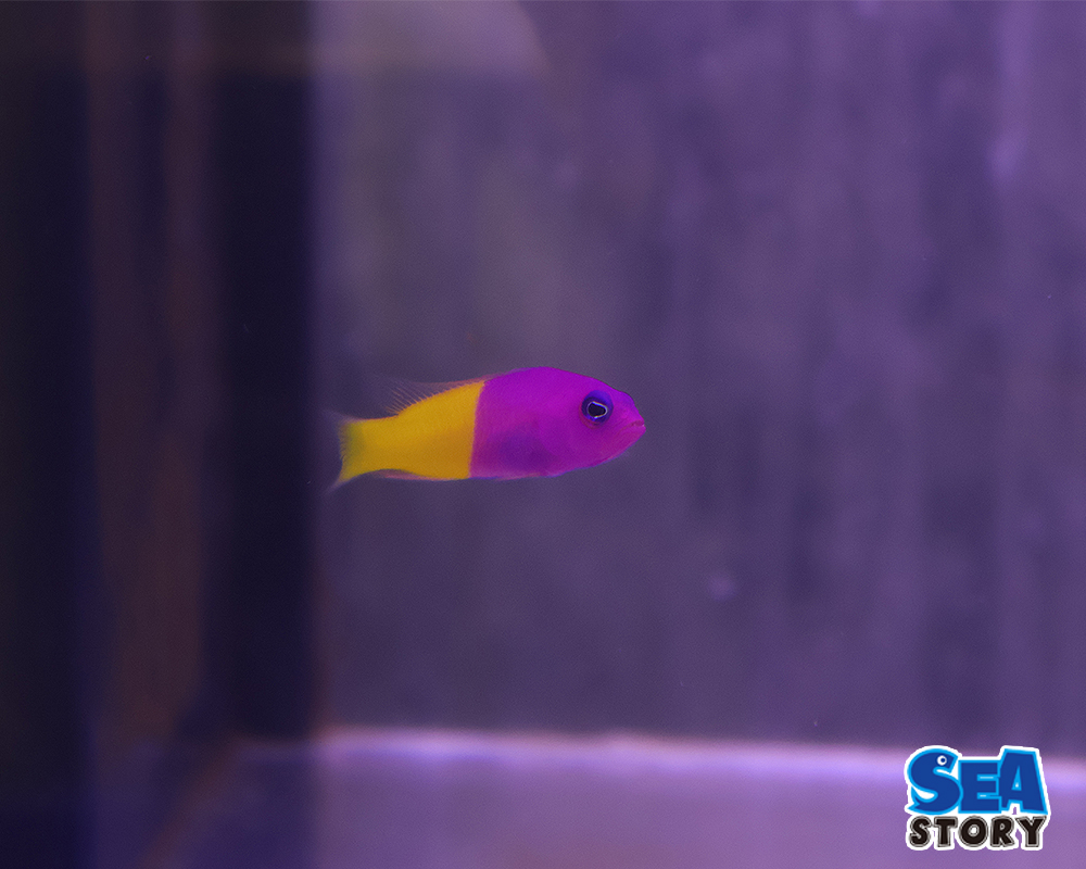 バイカラードティーバック