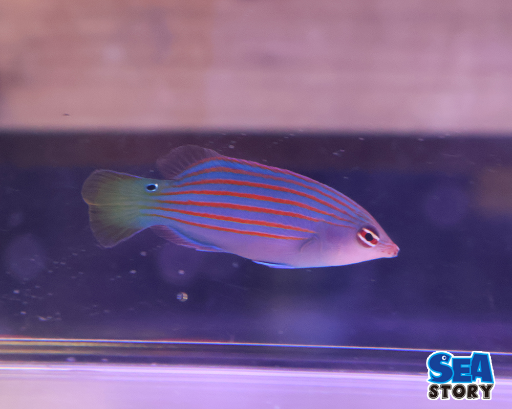 ニセモチノウオ