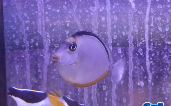 ミヤコテングハギ