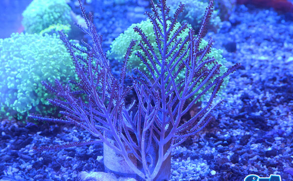 ピピネイトプラム