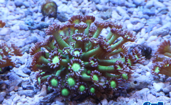 ハナガササンゴ　メタリックグリーン　パープルチップ