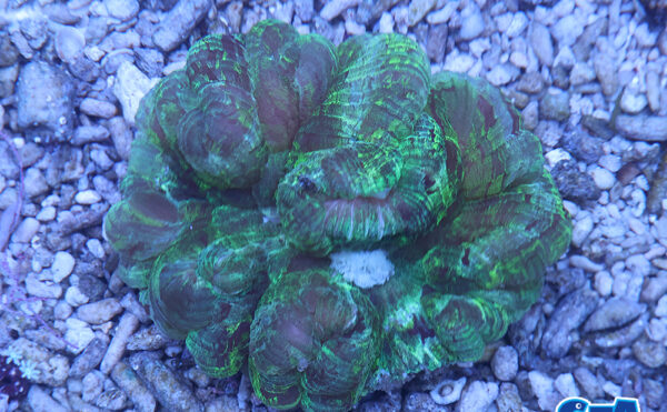 オオバナサンゴ　グリーン