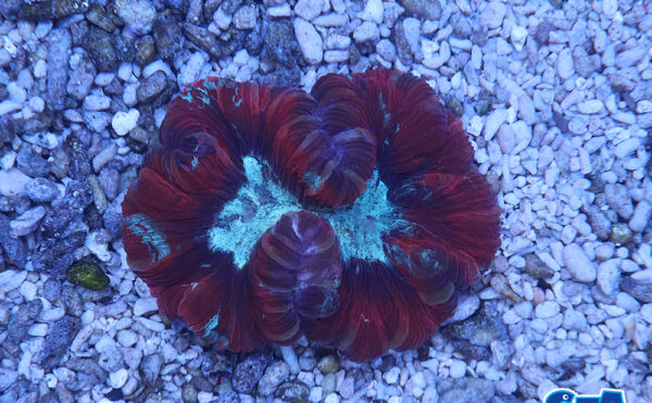 オオバナサンゴ　レッドグリーン