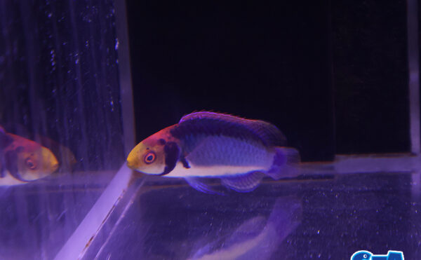 レッドヘッドフェアリーラス