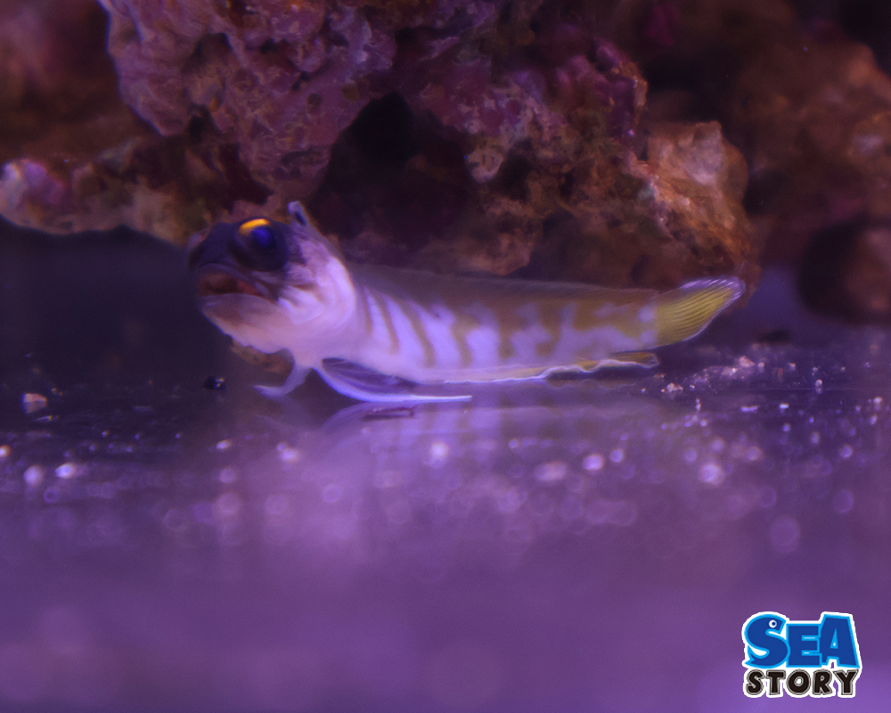 ゴールドスペックジョー