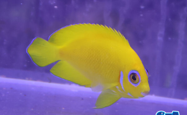 レモンピールエンゼル