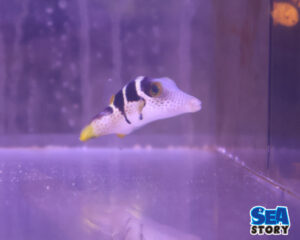 シマキンチャクフグ