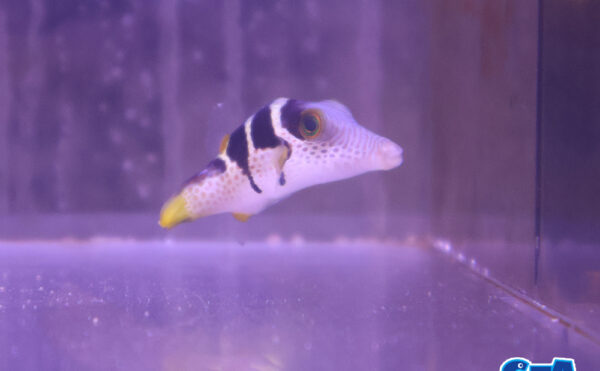 シマキンチャクフグ