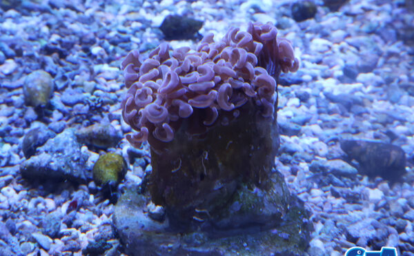 ナガレハナサンゴ　オレンジ