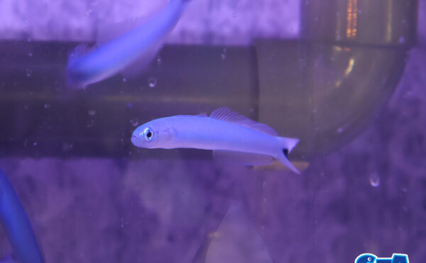 オグロクロユリハゼ