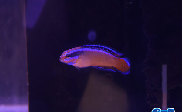 ネオンドティーバック