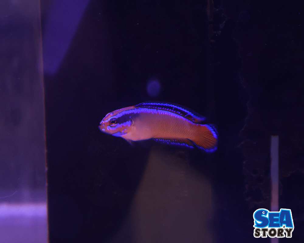 ネオンドティーバック