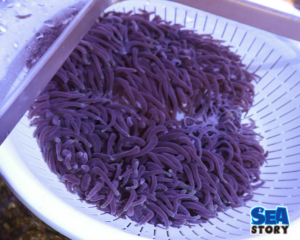 センジュイソギンチャク1