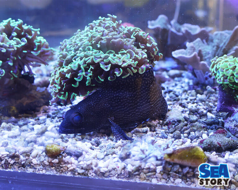 沖縄の海水魚｜マダラハタの魅力と特徴