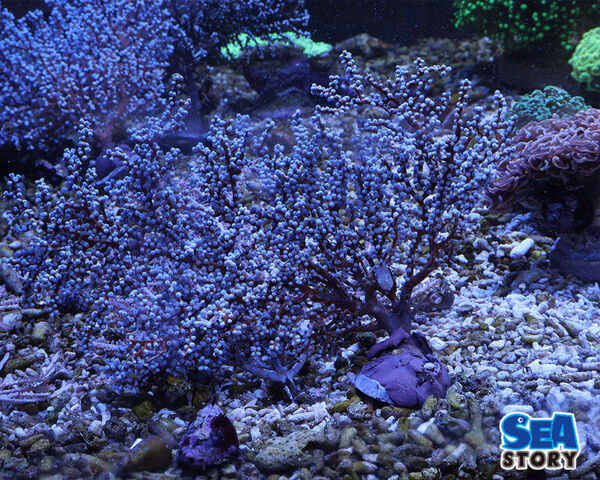 初心者でも簡単｜トゲナシヤギの育て方