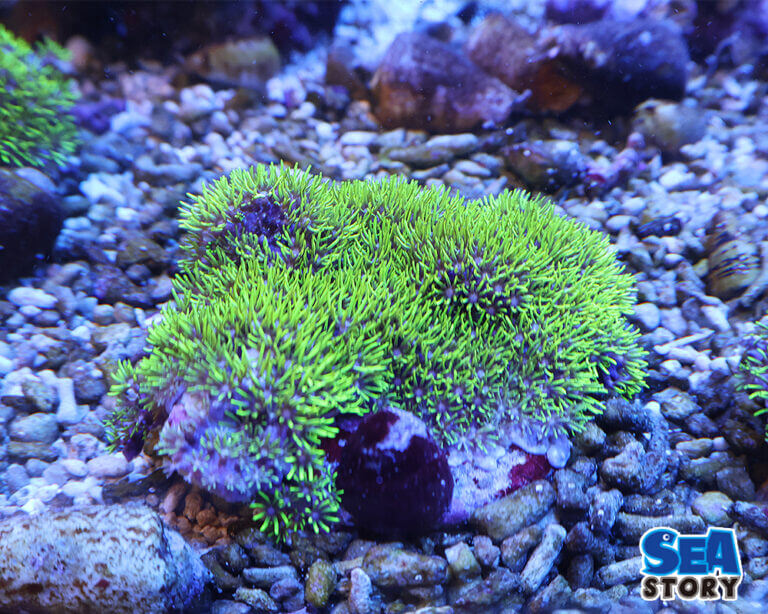 【通販】安いサンゴを賢く選んでおしゃれな水槽を