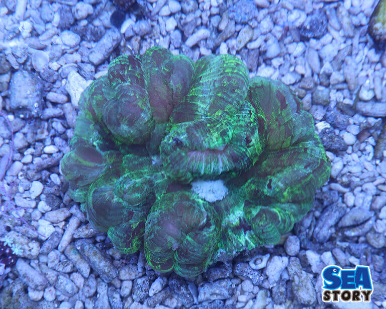 1種からでも！通販でサンゴを購入して素敵なアクアリウムライフを