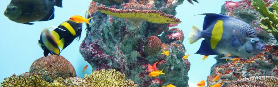 通販】安いサンゴの種類と選び方｜飼育方法も解説 - 海水魚・珊瑚通販
