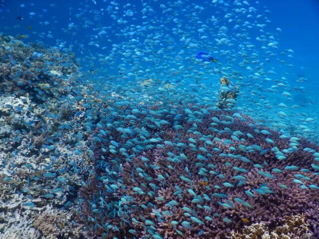 飼いやすい海水魚とは？その選び方
