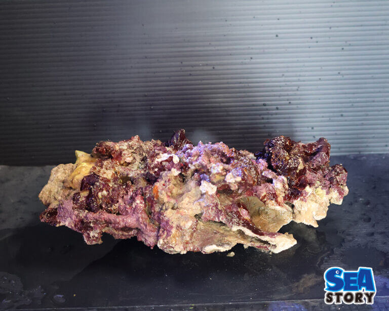 【通販】初心者でも失敗なし！ライブロック導入ガイド