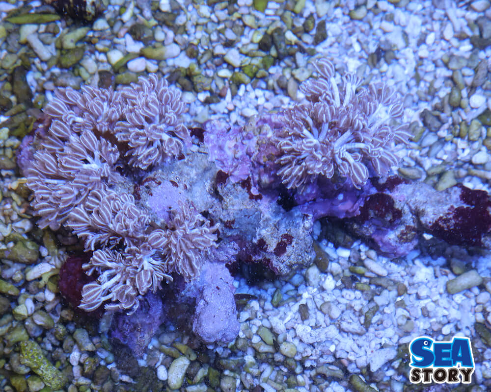 【通販】なぜ沖縄産のサンゴが人気なのか？