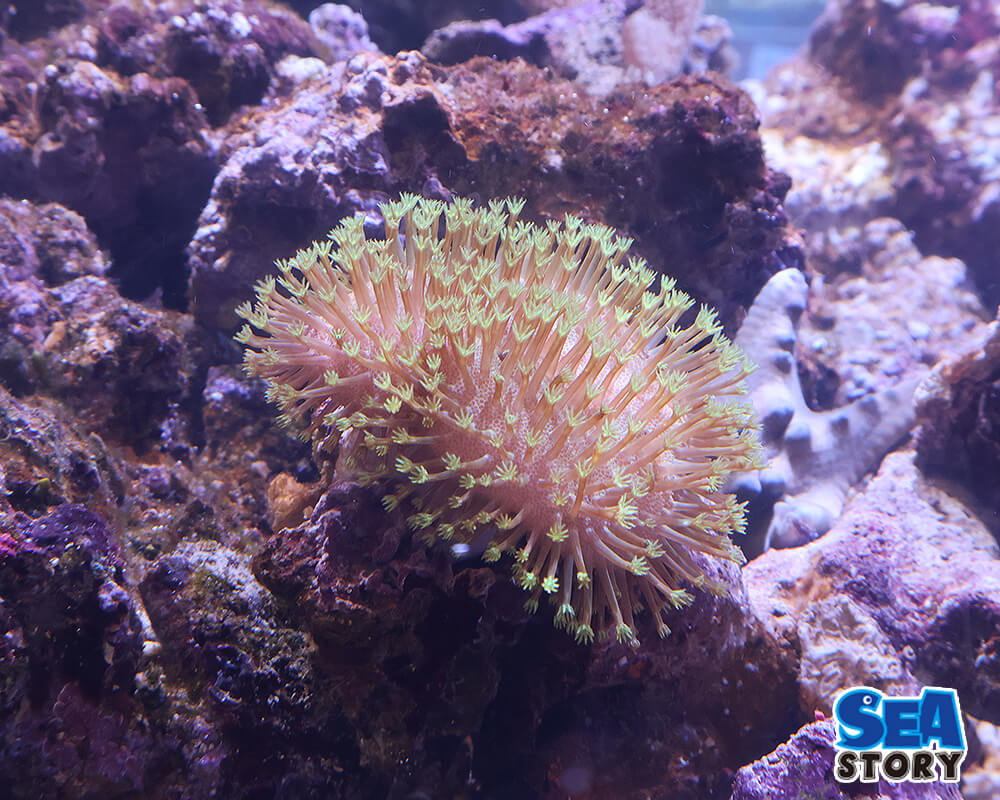 【通販】初心者にもおすすめの安いサンゴの種類