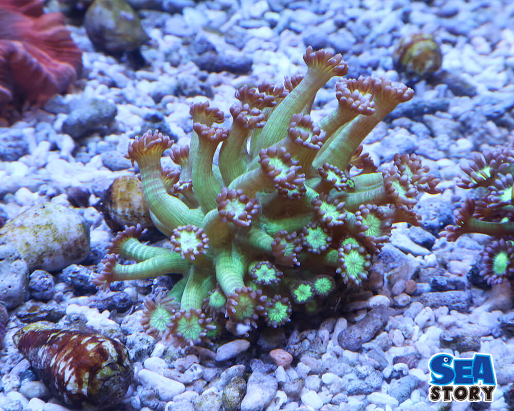 【通販】海水魚とサンゴの環境を整える方法