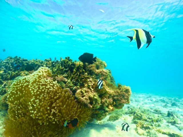 沖縄の海水魚の魅力とは