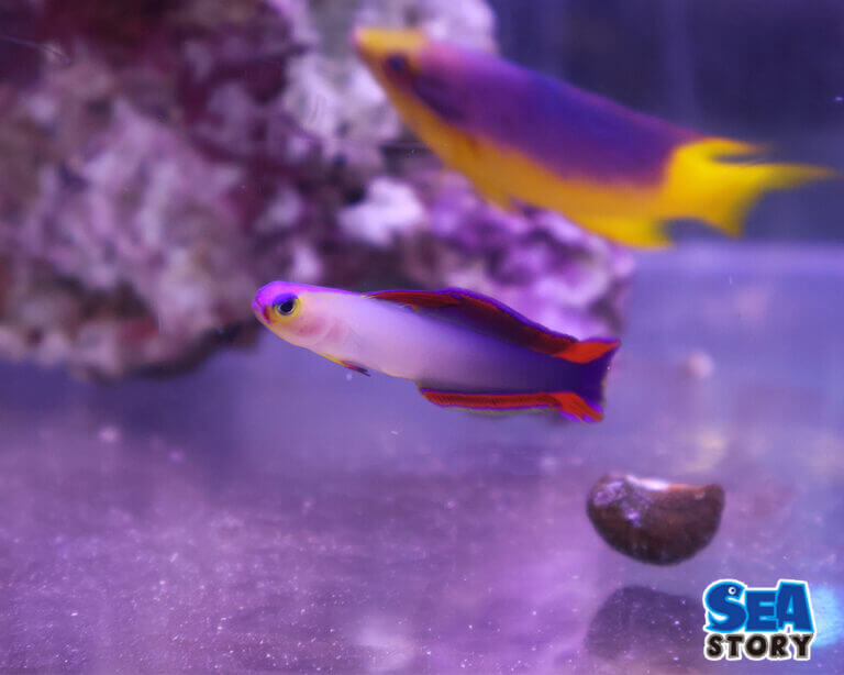 【通販で買える珍しい海水魚】ハゼの種類別飼育ガイド