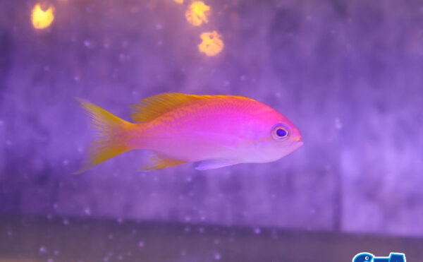 スクリブルドアンティアス　メス