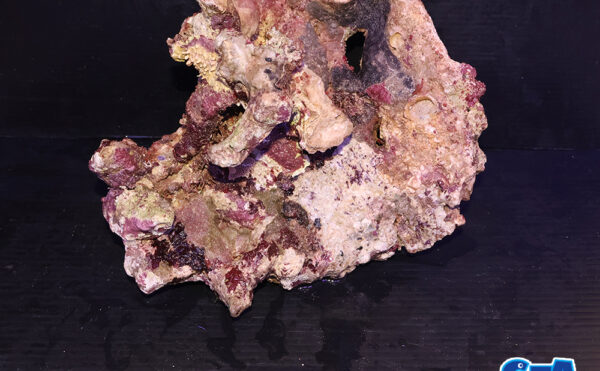 ライブロック11