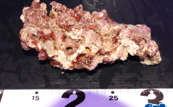 ライブロック14