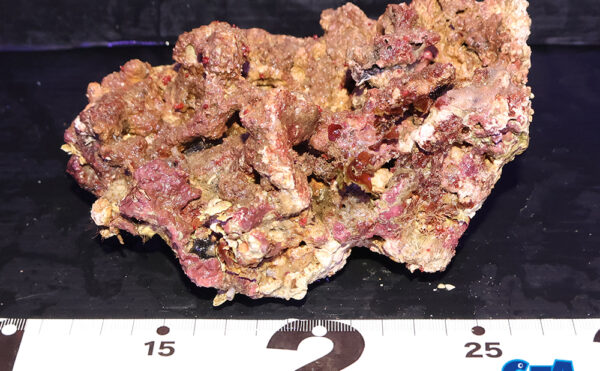 ライブロック15