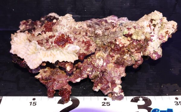 ライブロック16