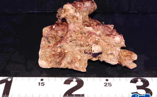 ライブロック17