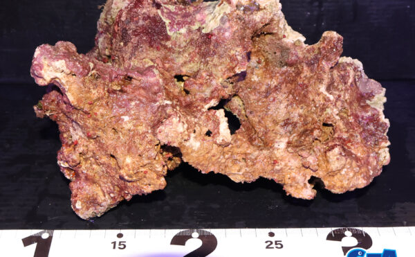 ライブロック18