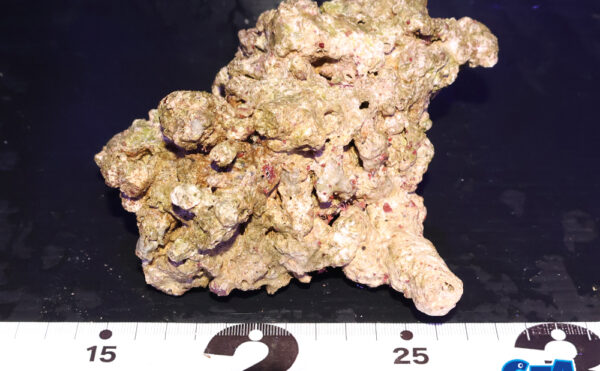 ライブロック19