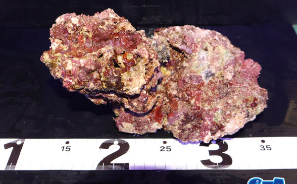 ライブロック20