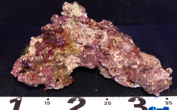 ライブロック21