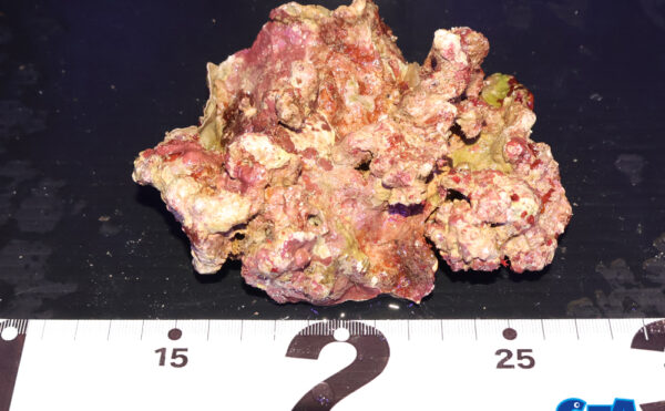 ライブロック22