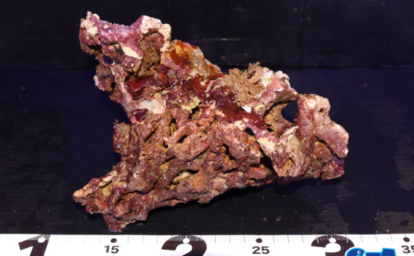 ライブロック23