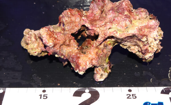 ライブロック25