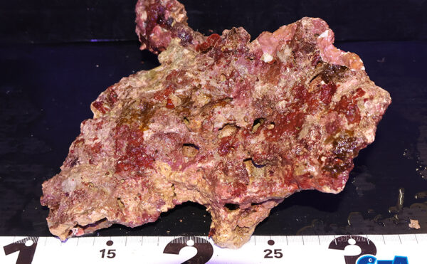 ライブロック26