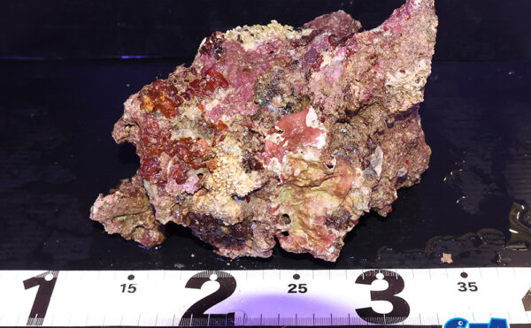 ライブロック27