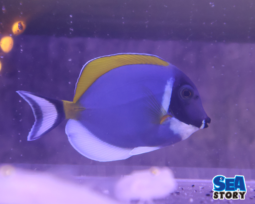 パウダーブルータン - 海水魚・珊瑚通販 SEA STORY（シーストーリー）