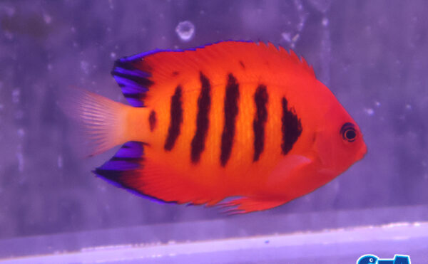 クリスマス産　フレームエンゼル