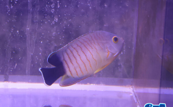 エイブリーエンゼル