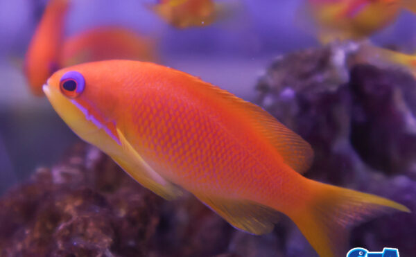 インドキンギョハナダイ　メス