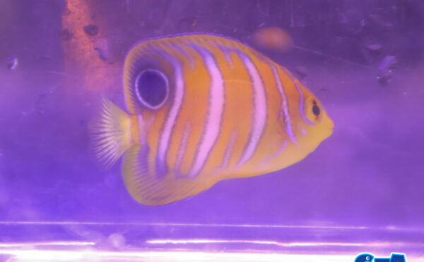 インドニシキヤッコ　SM